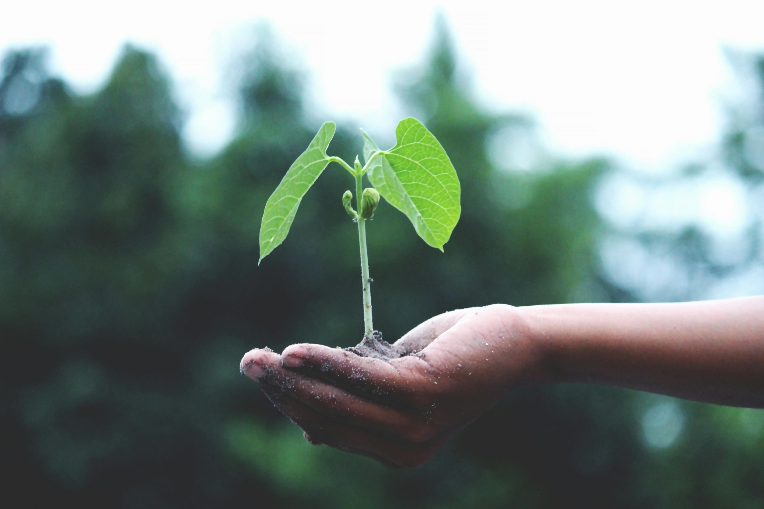 growth-mindset-puneet-gupta person holding a growing plant sapling
